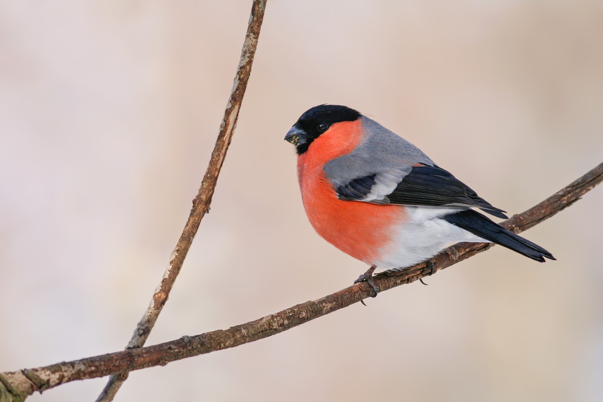 Eurasian Bullfinch (Eurasian) - Ivan Sjögren