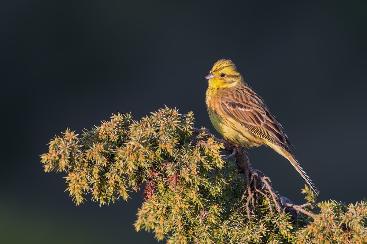 Yellowhammer - Ivan Sjögren