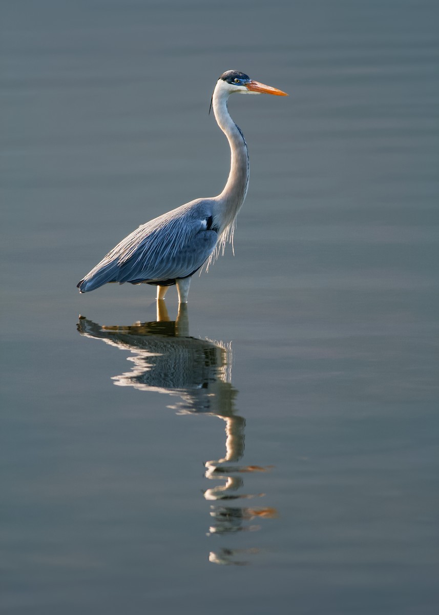 Cocoi Heron - Ivan Sjögren