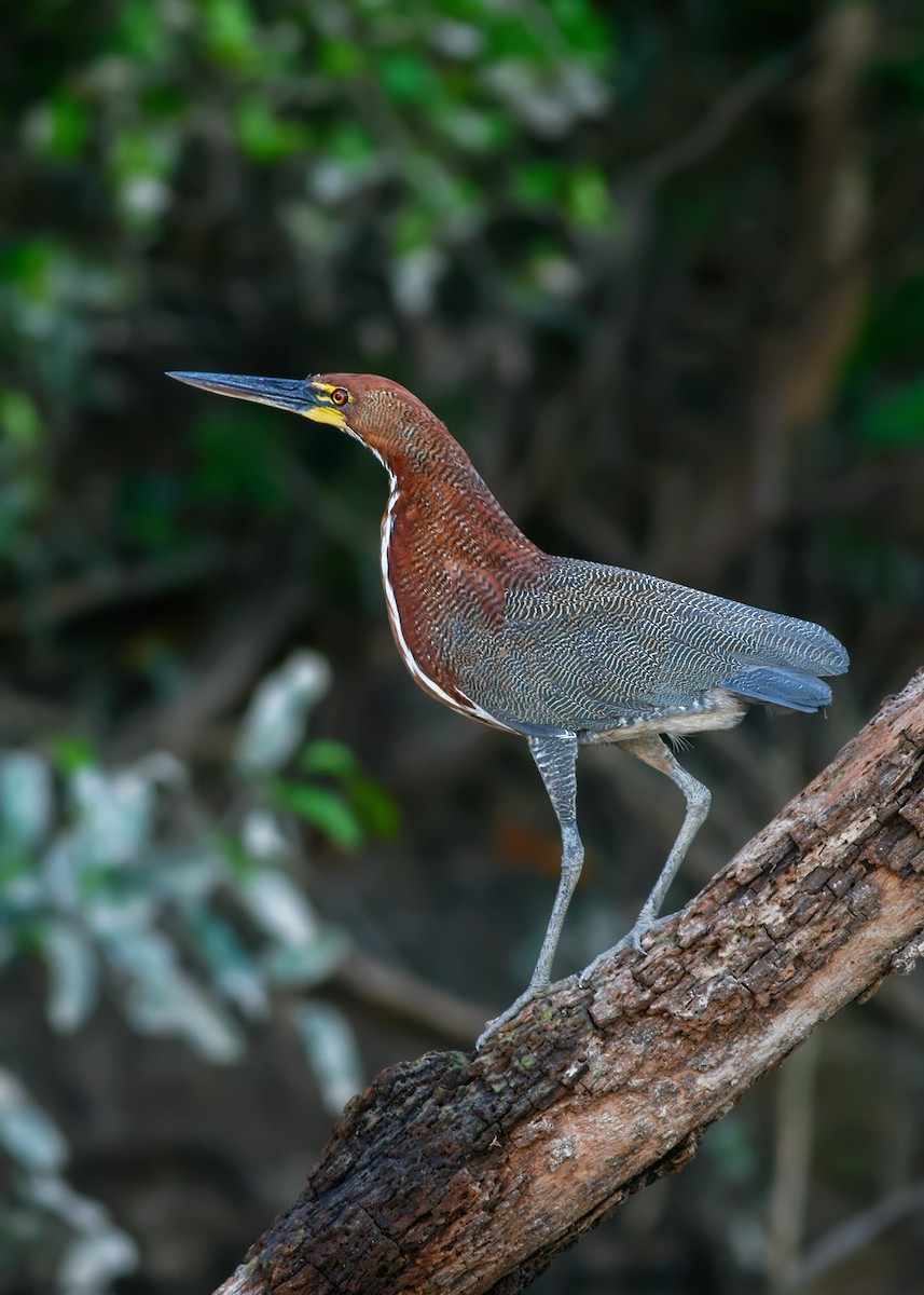 Rufescent Tiger-Heron - Ivan Sjögren