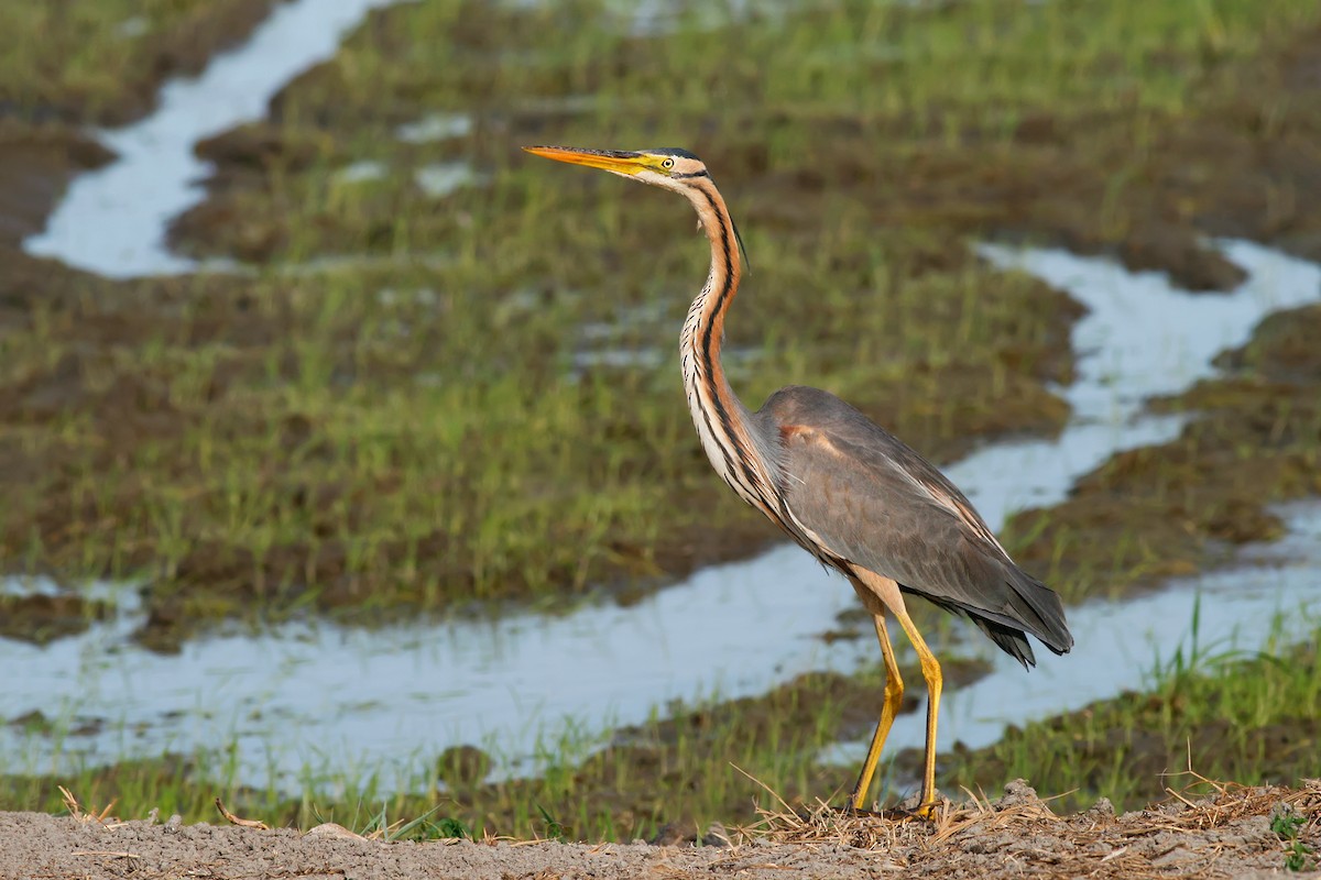 Purple Heron (Purple) - Ivan Sjögren
