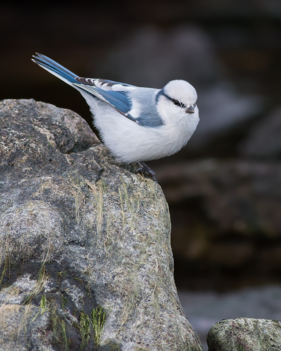Eurasian Blue x Azure Tit (hybrid) - Ivan Sjögren
