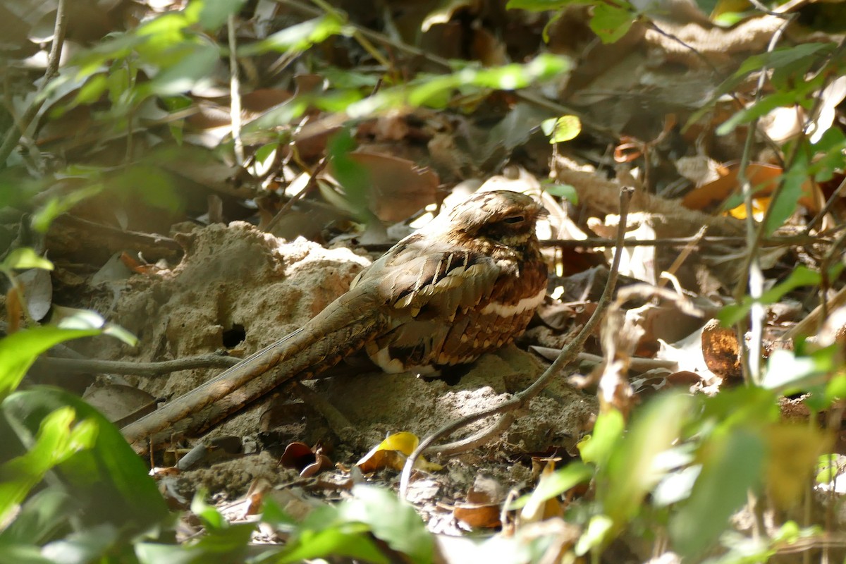 Long-tailed Nightjar - ML204248691