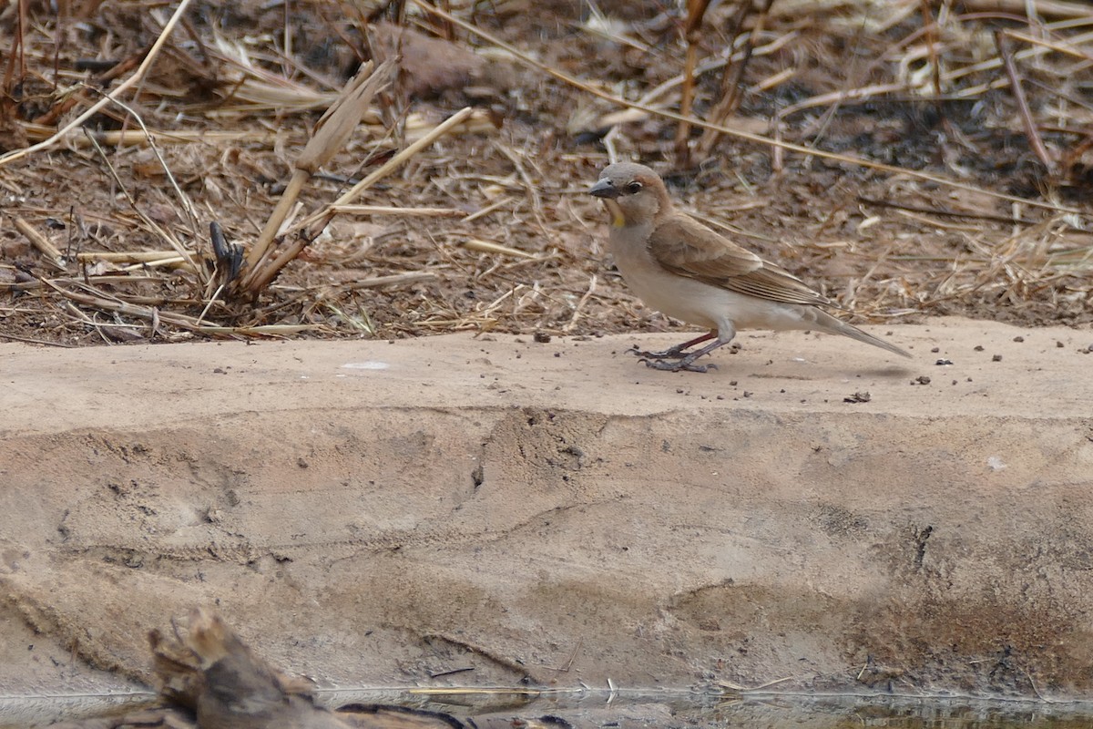 Sahel Bush Sparrow - ML204248711