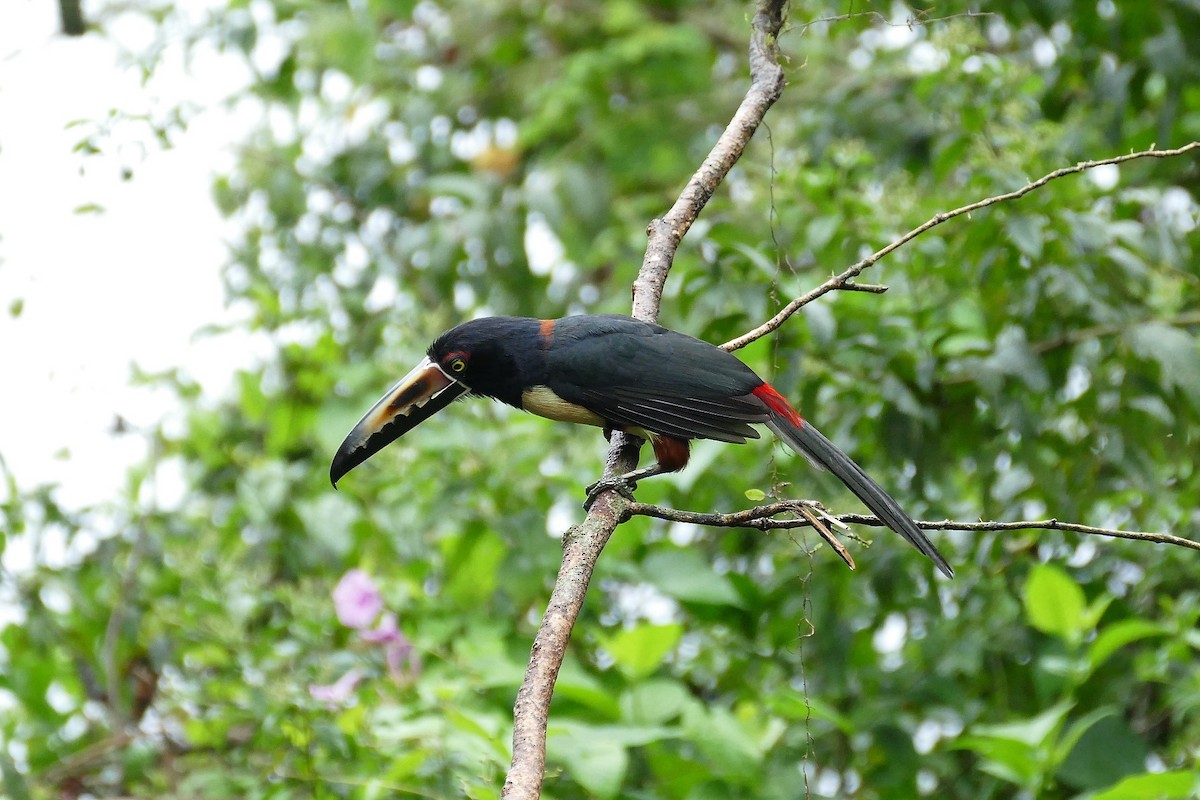 Collared Aracari (Collared) - ML204248801