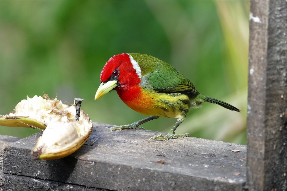 Red-headed Barbet - ML204248831