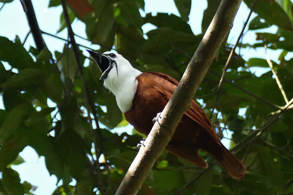 zvonovec trojhrotý - ML204248841