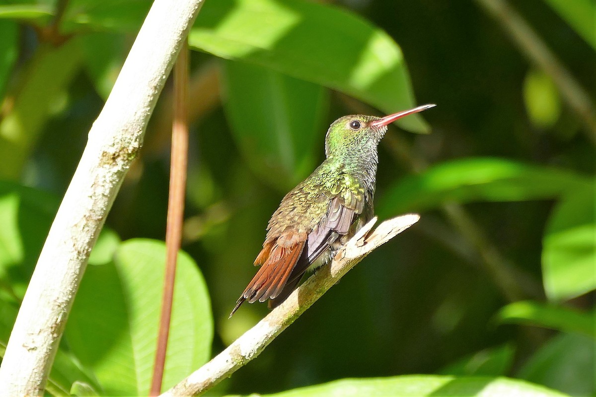Rufous-tailed Hummingbird (Rufous-tailed) - Raymond Marsh