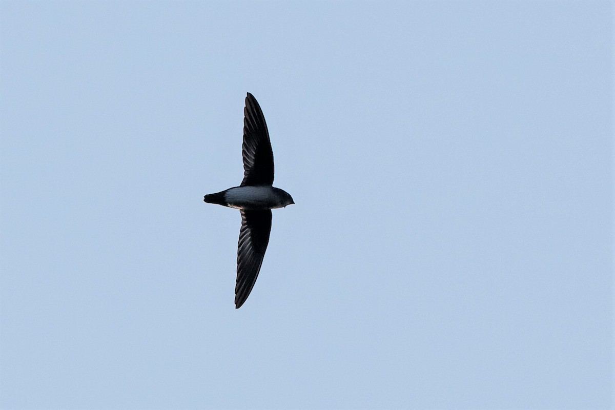 Papuan Spinetail - ML204249081