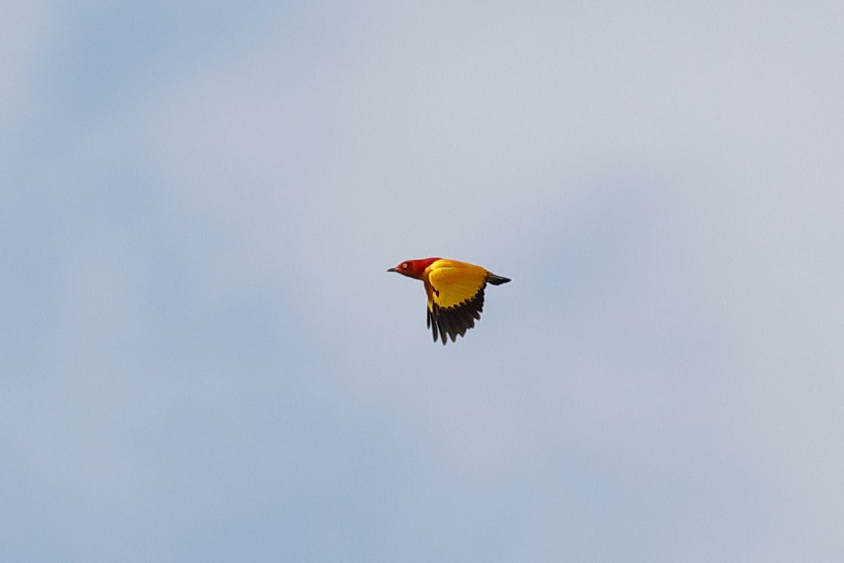 Flame Bowerbird - ML204249121