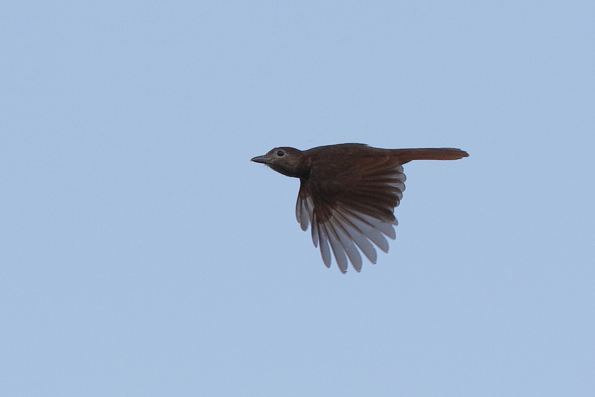 White-bellied Pitohui - ML204249161