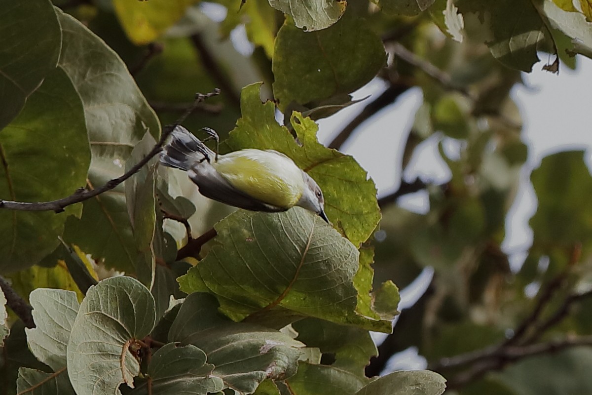 White-throated Gerygone - ML204249241