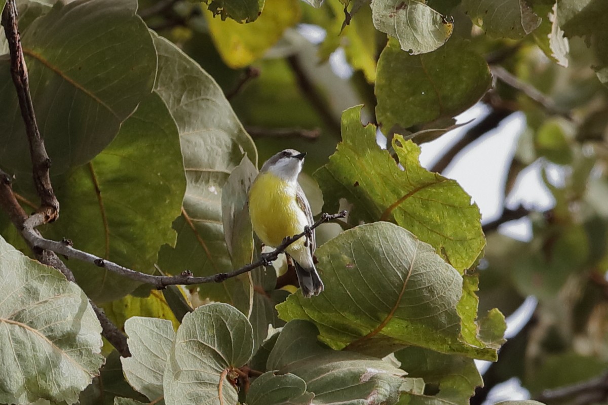 White-throated Gerygone - Holger Teichmann