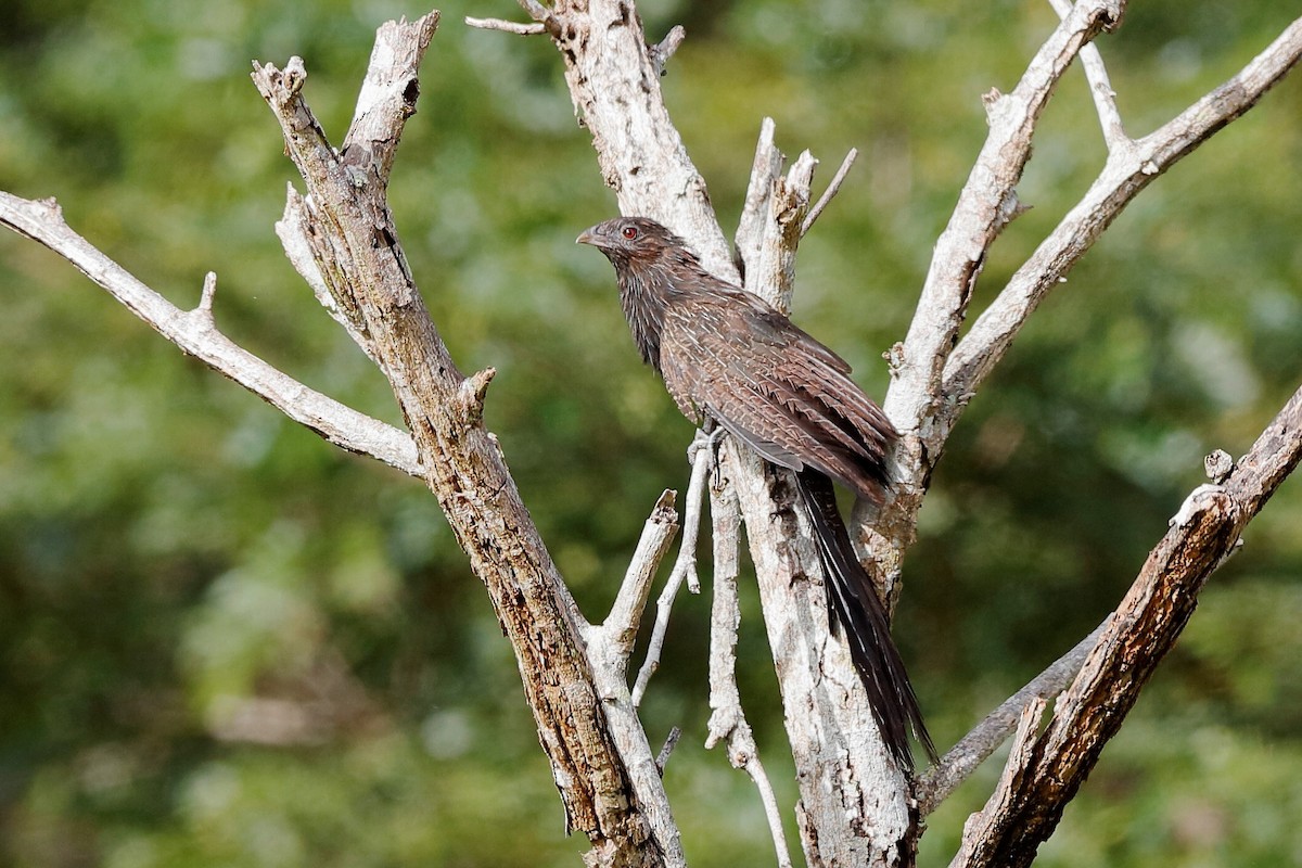 Coucal faisan (groupe phasianinus) - ML204249261