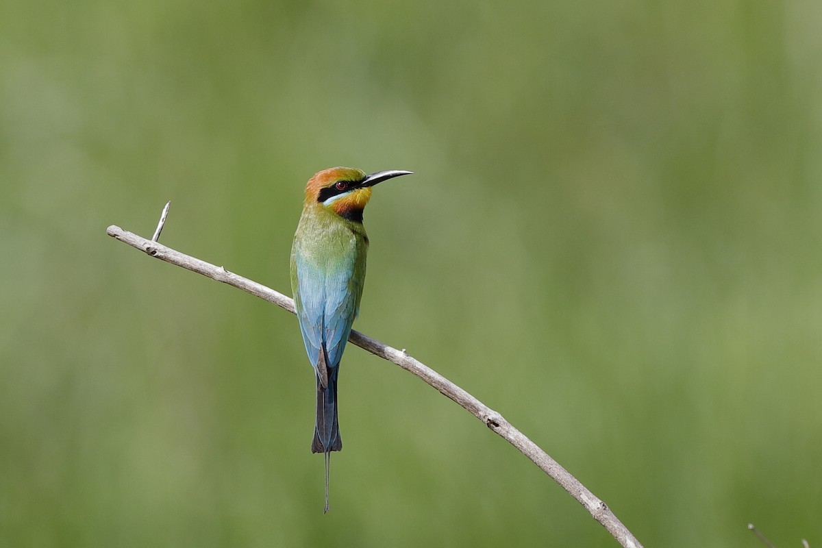 Rainbow Bee-eater - ML204249301