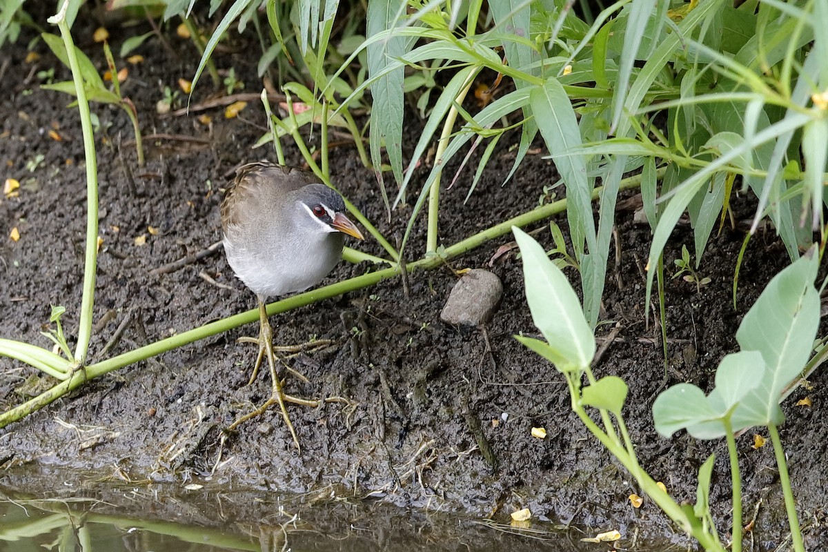 White-browed Crake - ML204249321