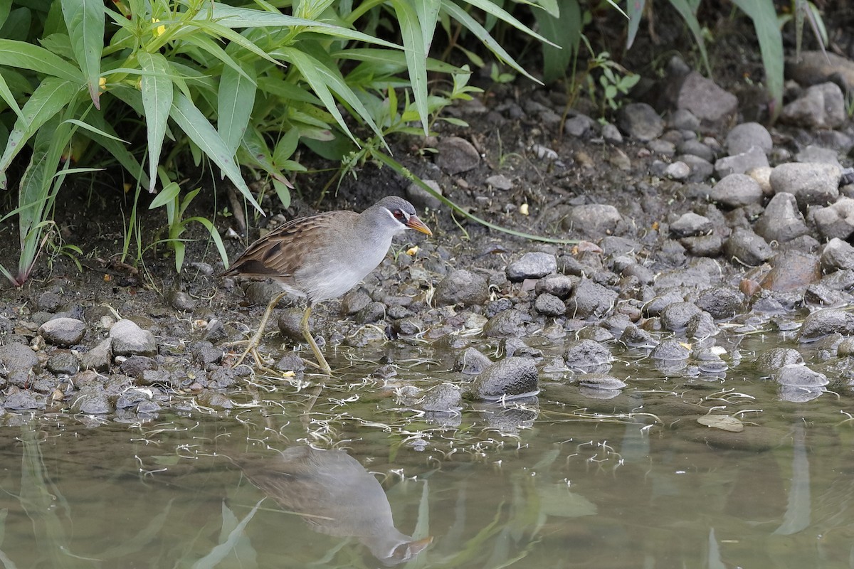 White-browed Crake - ML204249331