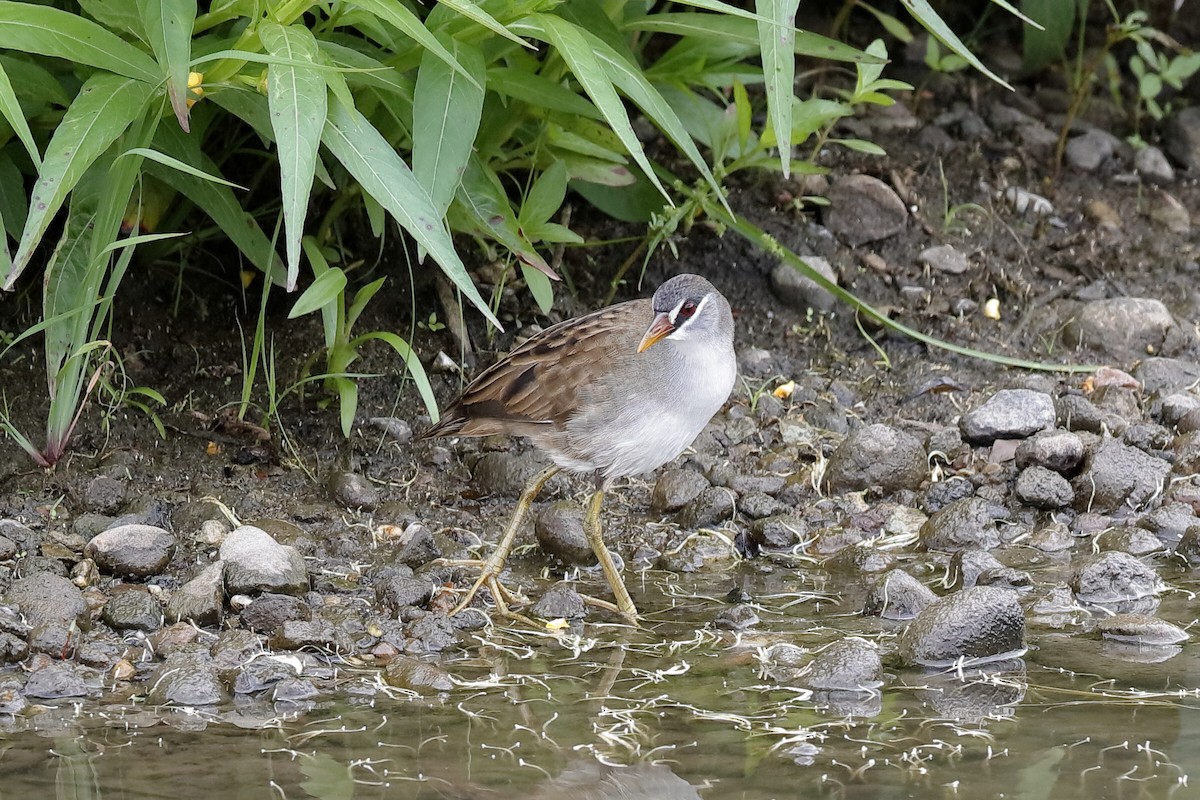 White-browed Crake - ML204249341