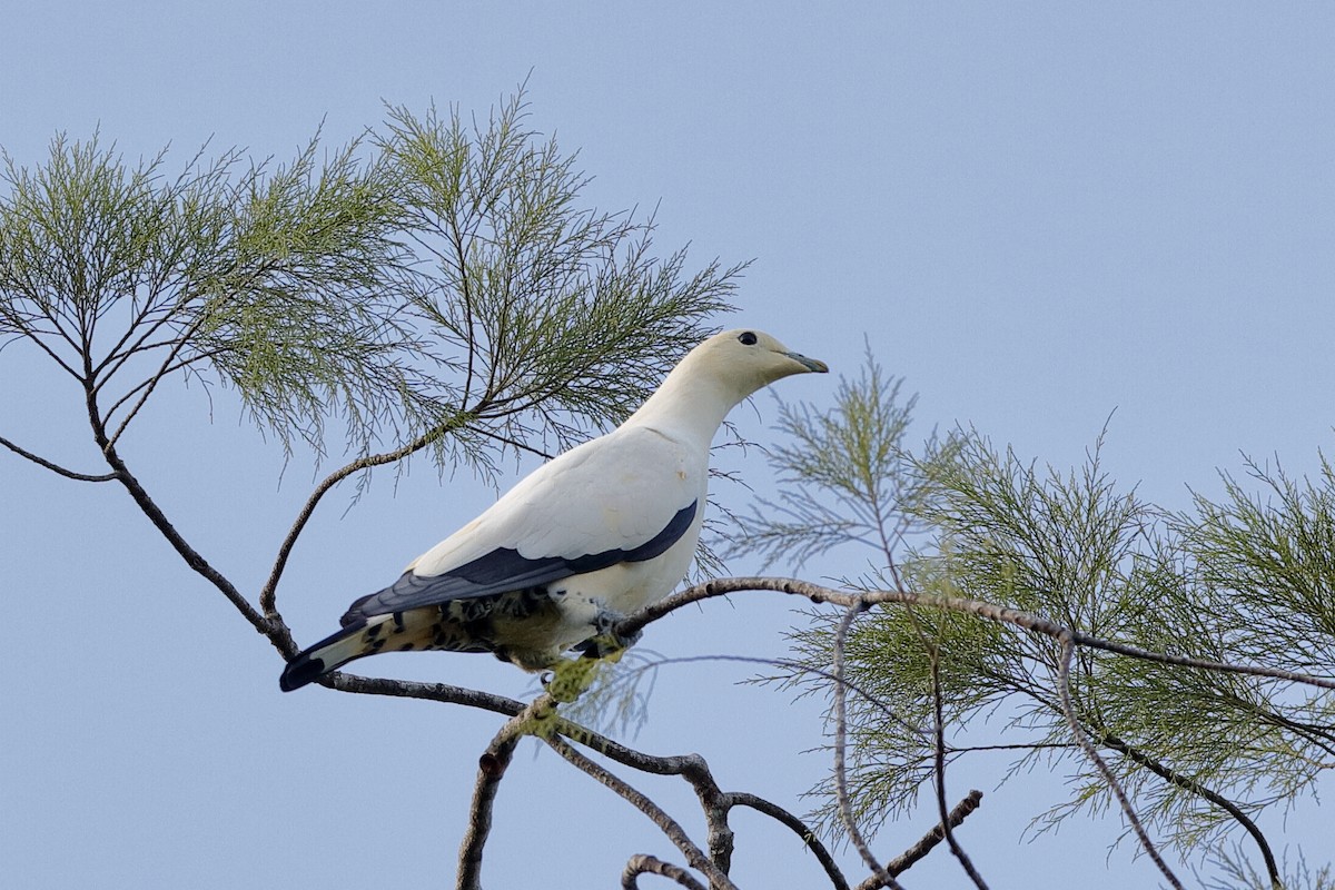 Torresian Imperial-Pigeon - ML204249451