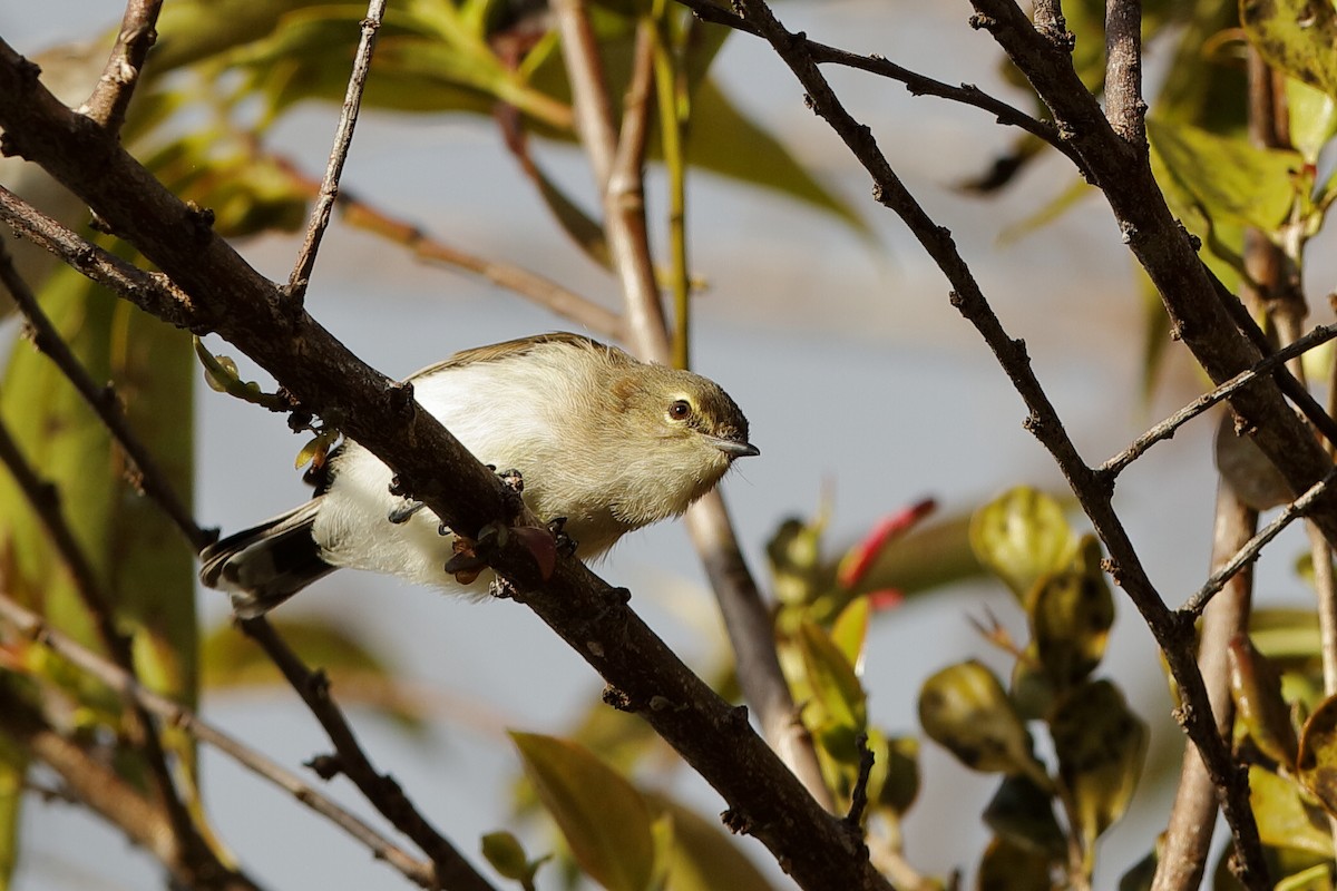 Brown-breasted Gerygone - ML204249551