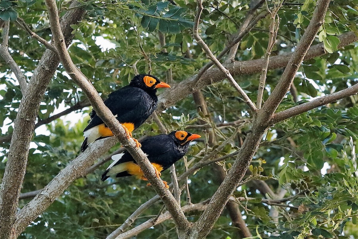 Yellow-faced Myna - Holger Teichmann