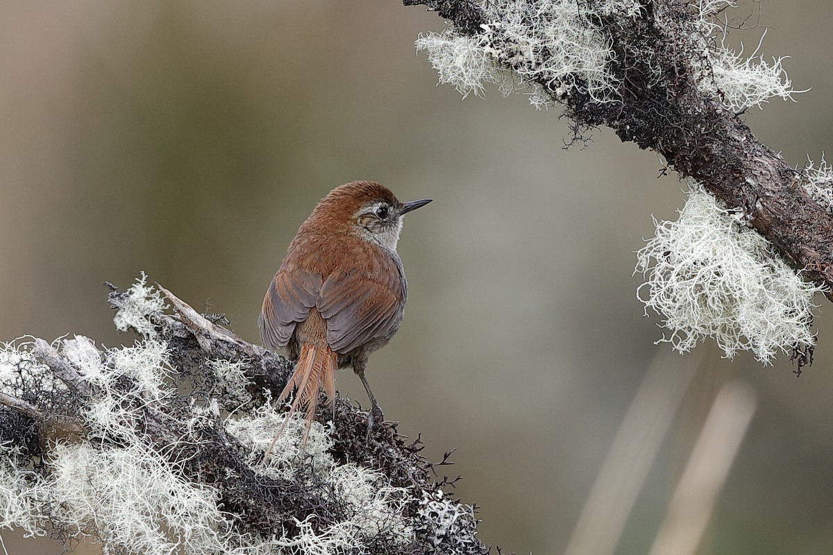 White-chinned Thistletail - Holger Teichmann