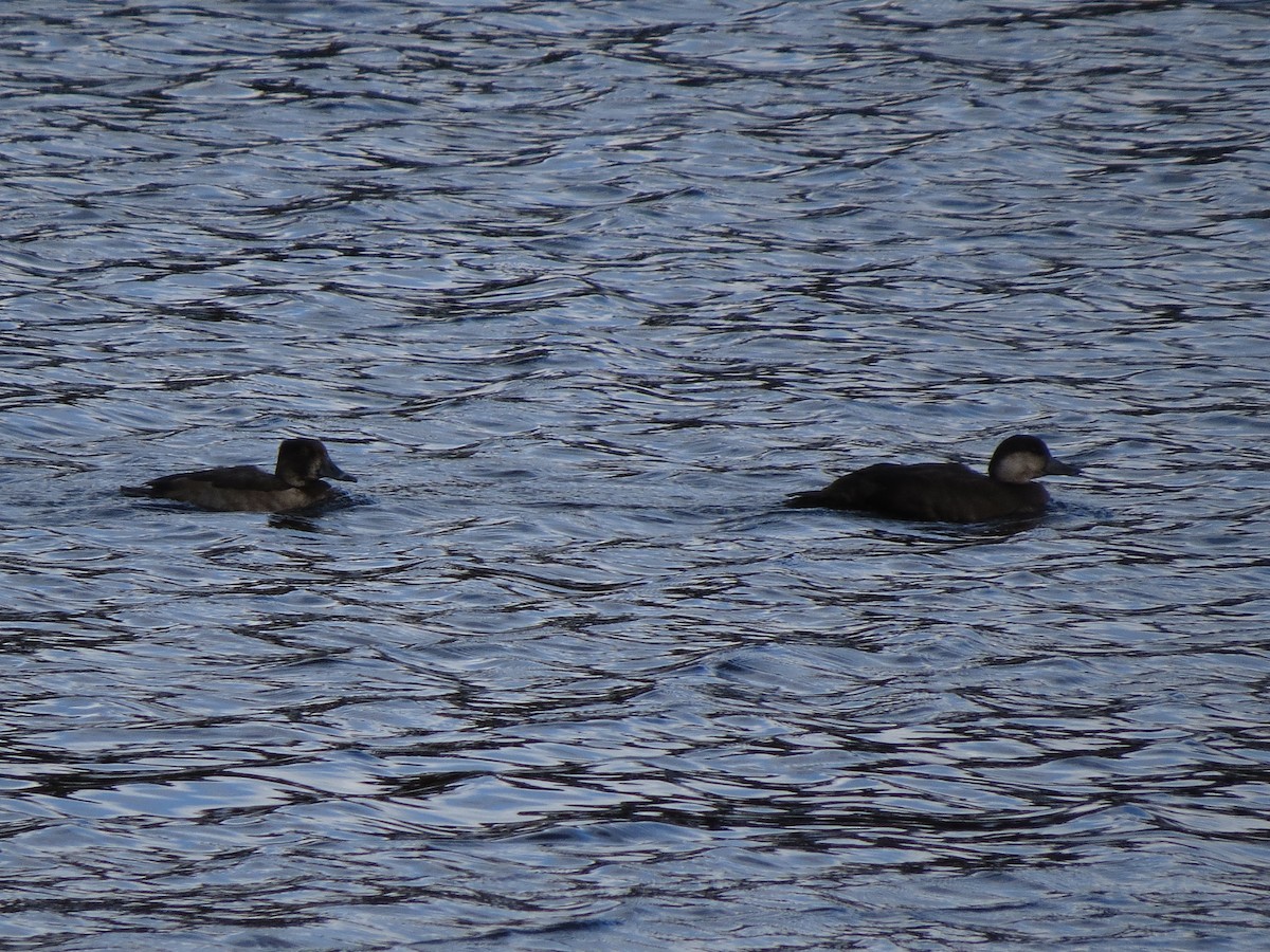 Black Scoter - ML20424961