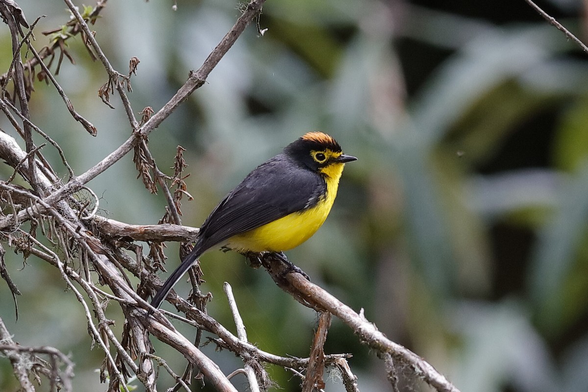Spectacled Redstart - ML204249671