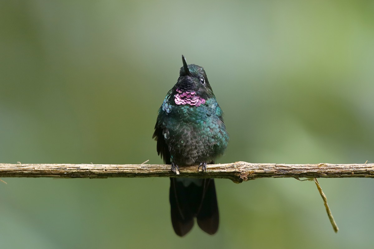 kolibřík turmalinový - ML204249871