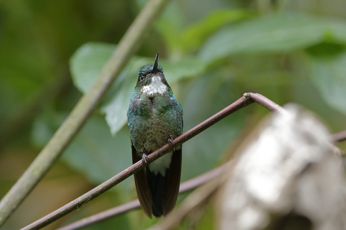 kolibřík turmalinový - ML204249941