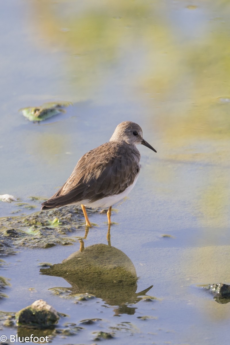 jespák šedý - ML204250121