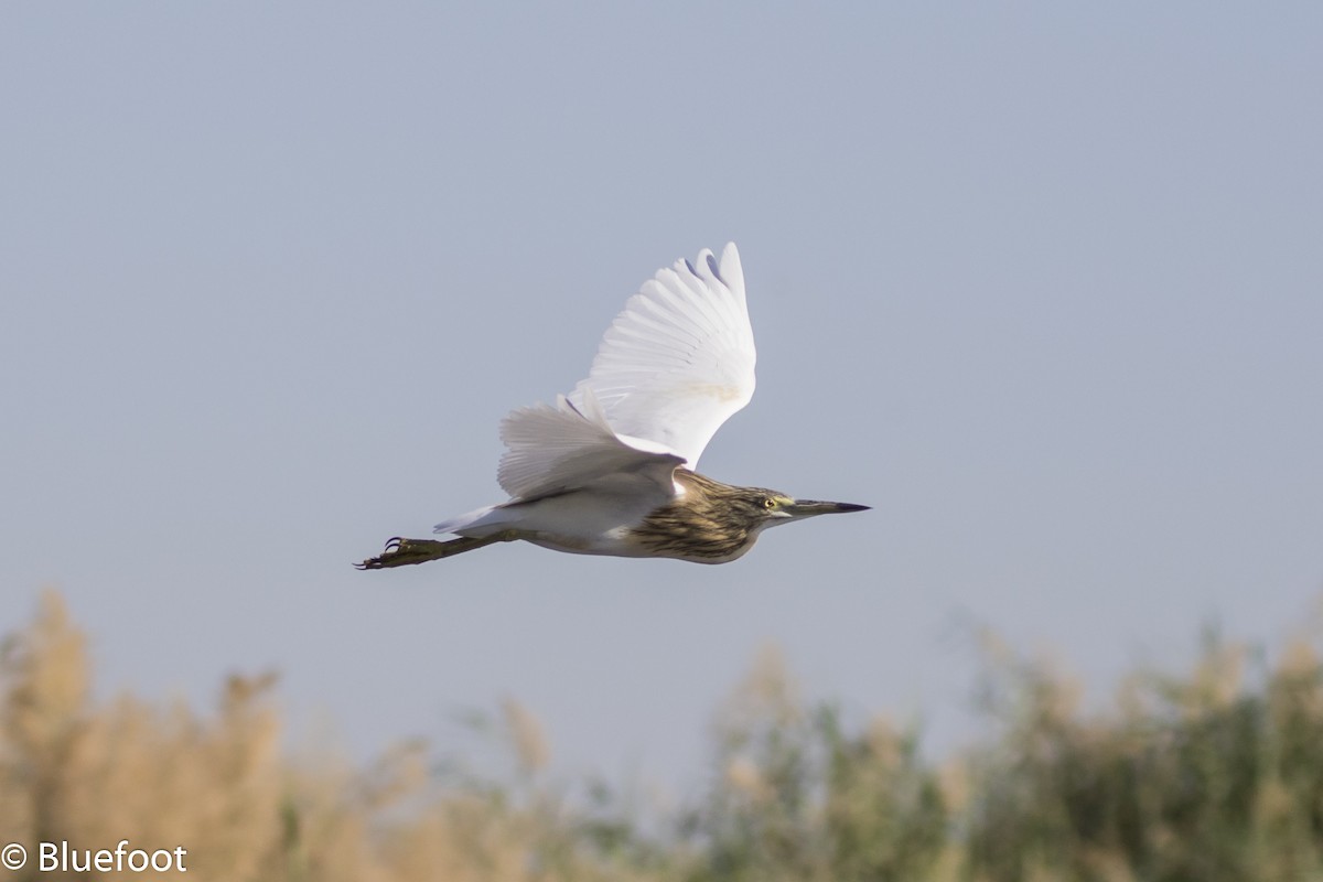 volavka hnědohřbetá - ML204250151