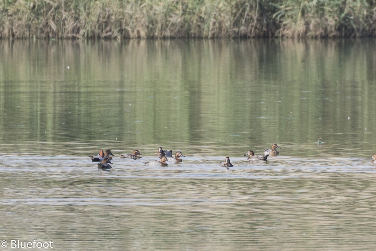 polák velký - ML204250241