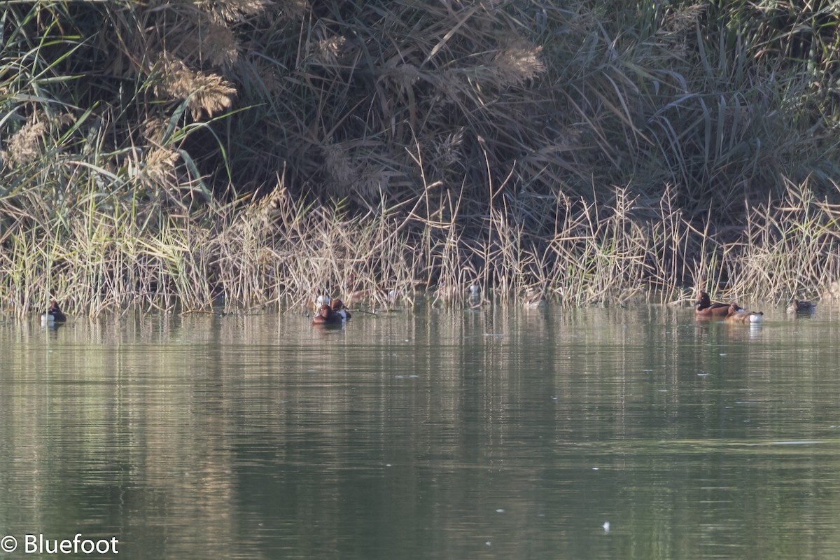 polák malý - ML204250301