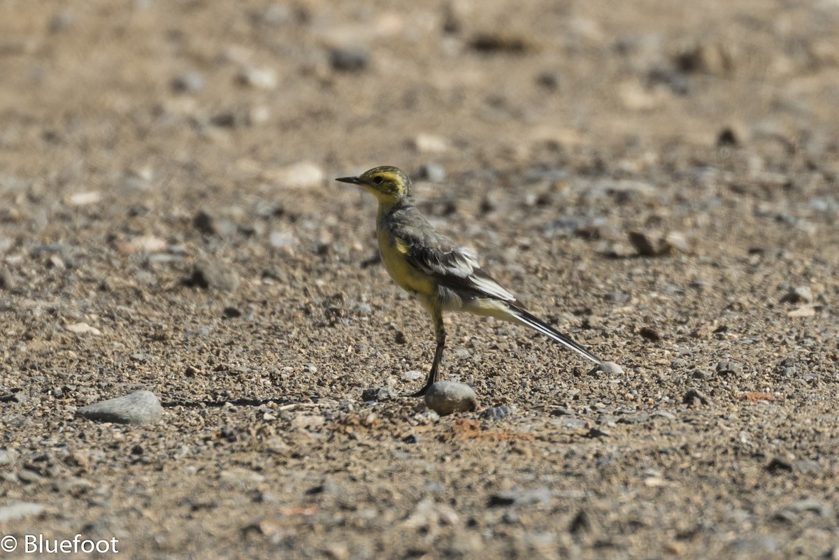 konipas citronový - ML204250331