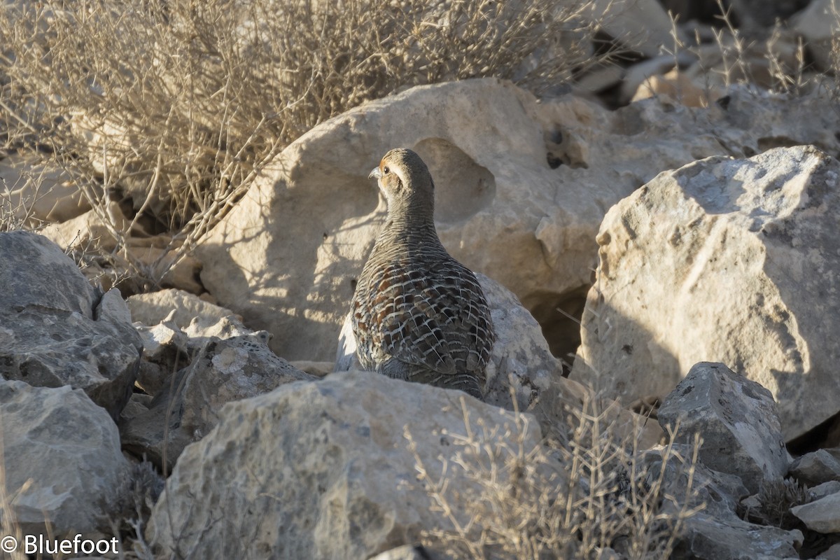 frankolín křepelčí - ML204250351