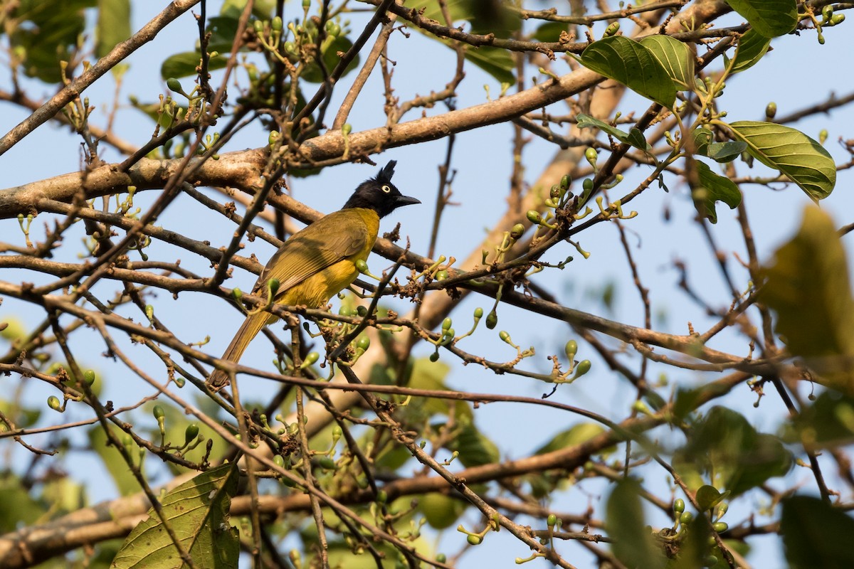 Black-crested Bulbul - ML204250501