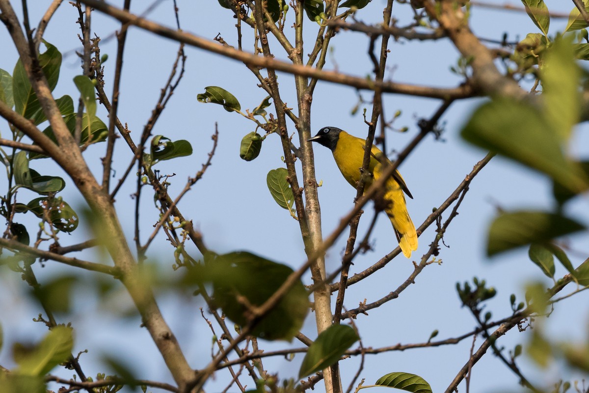 Black-headed Bulbul - ML204250521