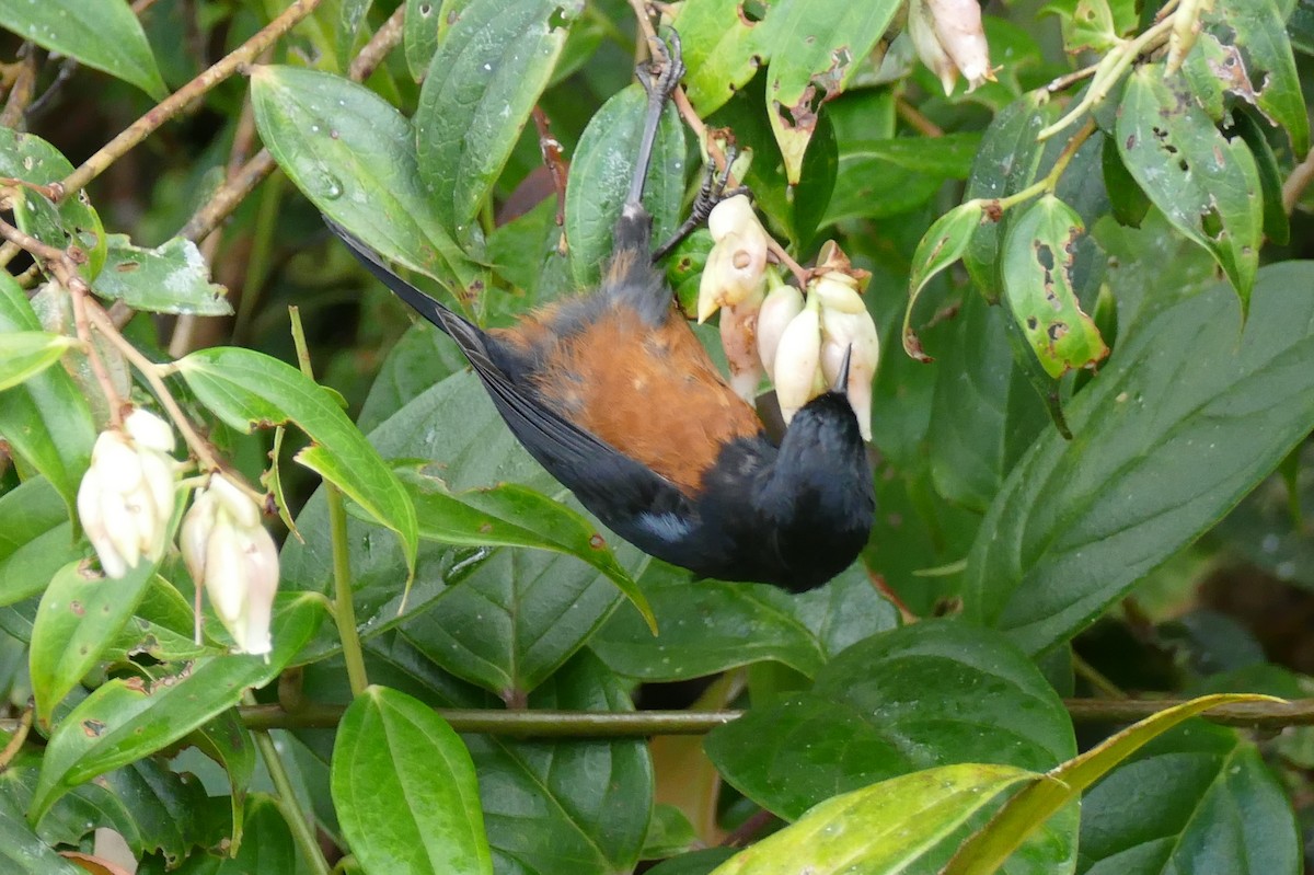 Chestnut-bellied Flowerpiercer - Raymond Marsh