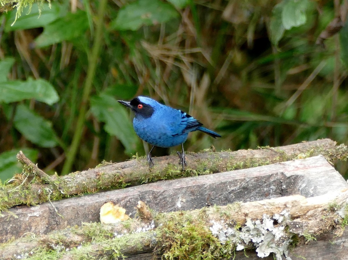 Masked Flowerpiercer - Raymond Marsh