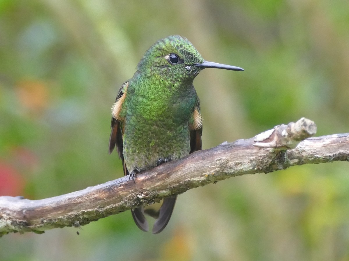 Buff-tailed Coronet - ML204251021