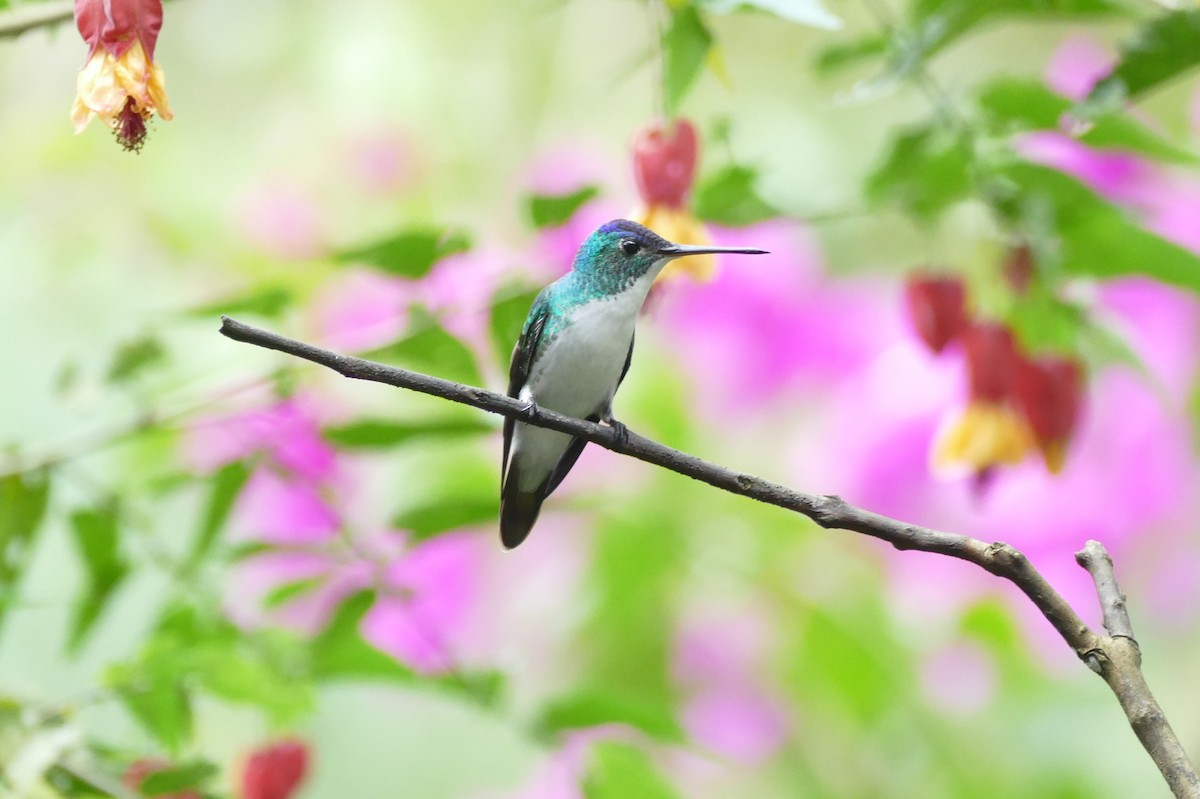 Crowned Woodnymph (Green-crowned) - Raymond Marsh