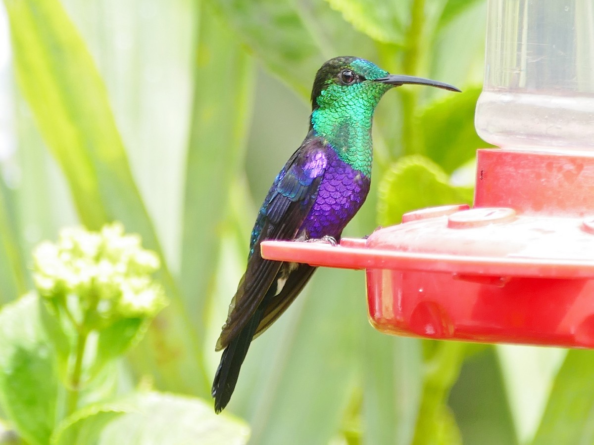 Crowned Woodnymph (Green-crowned) - Raymond Marsh