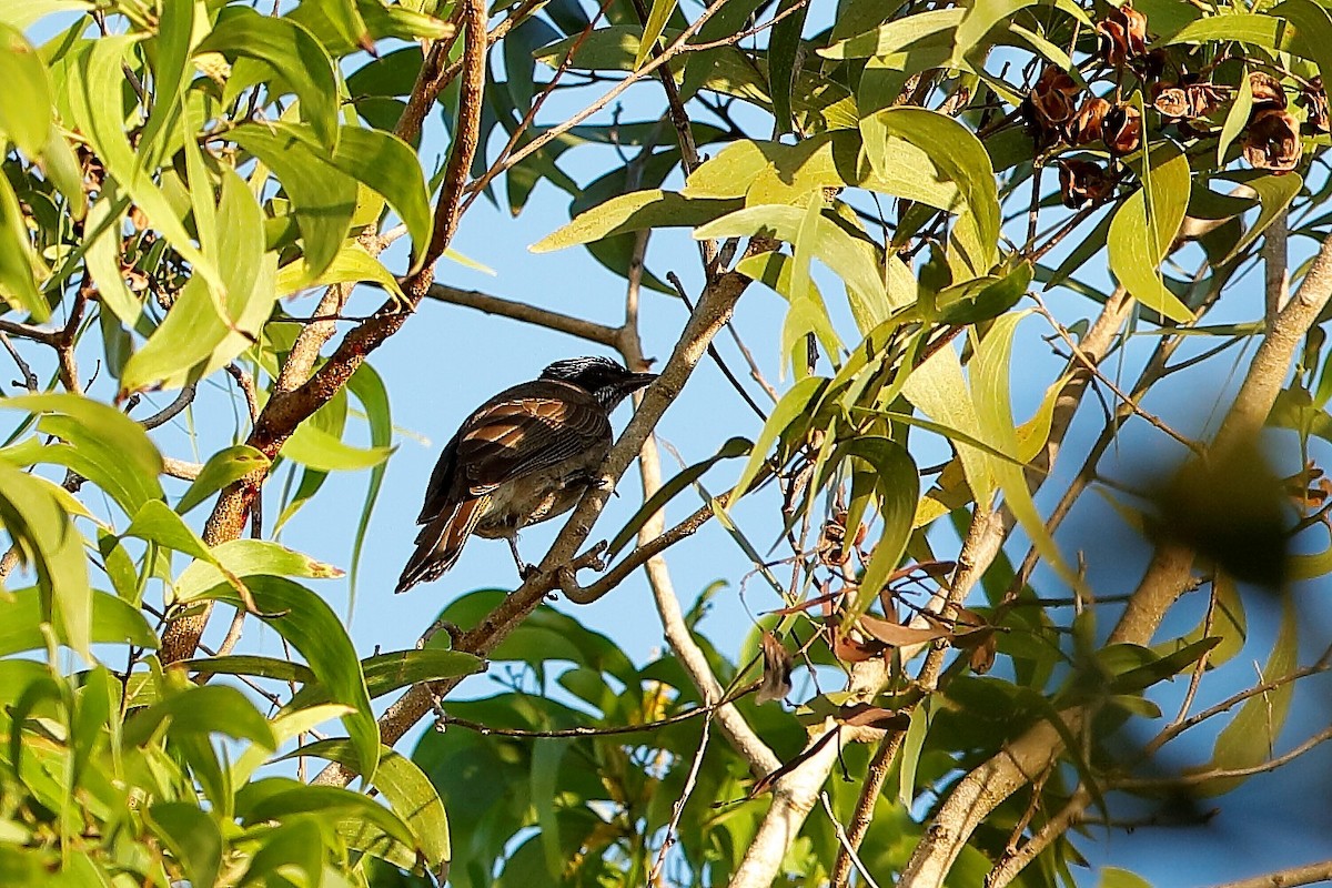 Streak-headed Honeyeater - Holger Teichmann