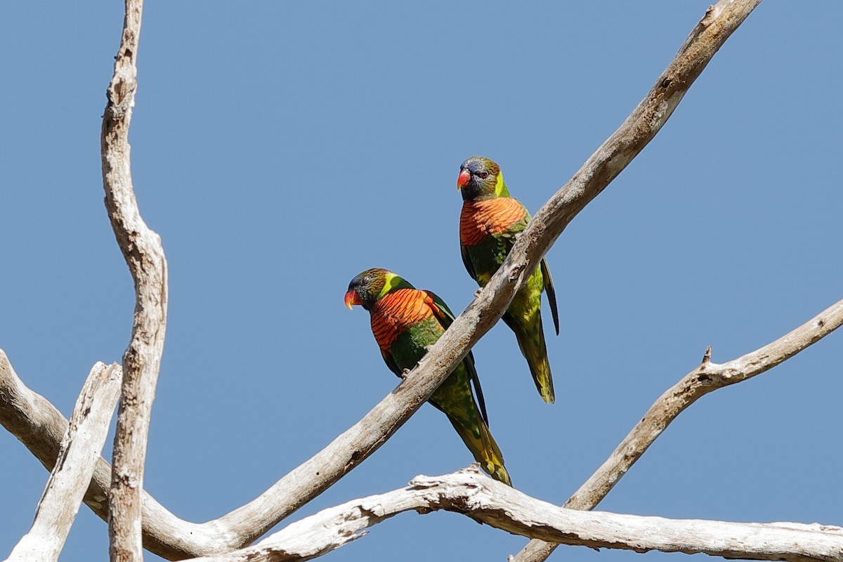 Coconut Lorikeet - ML204251161