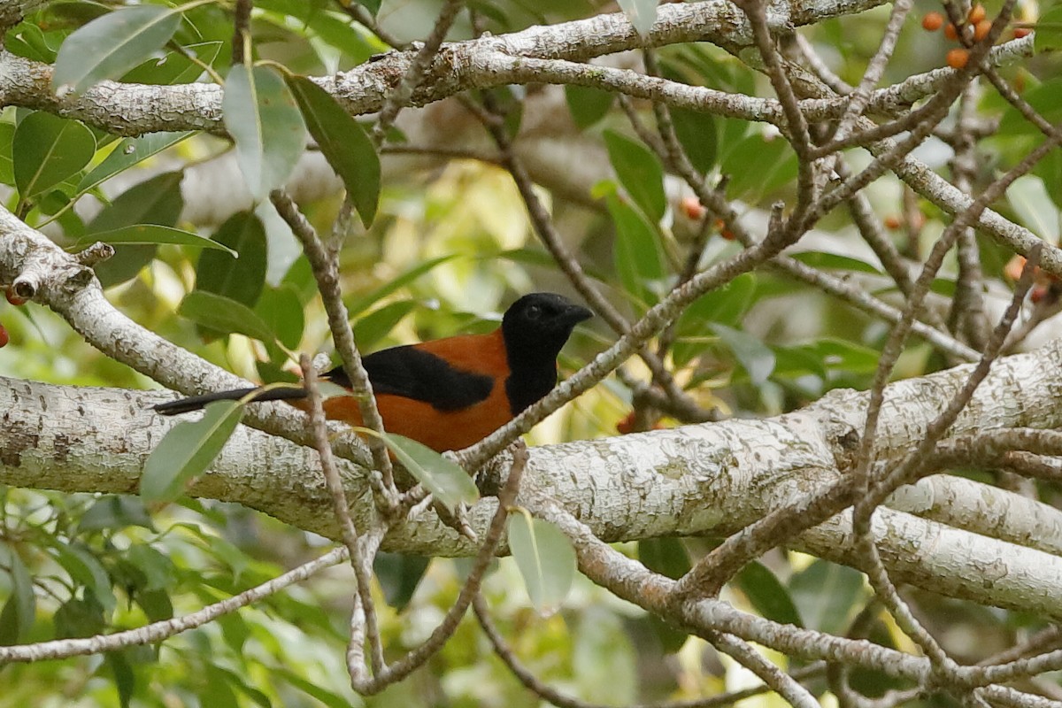 Hooded Pitohui - Holger Teichmann