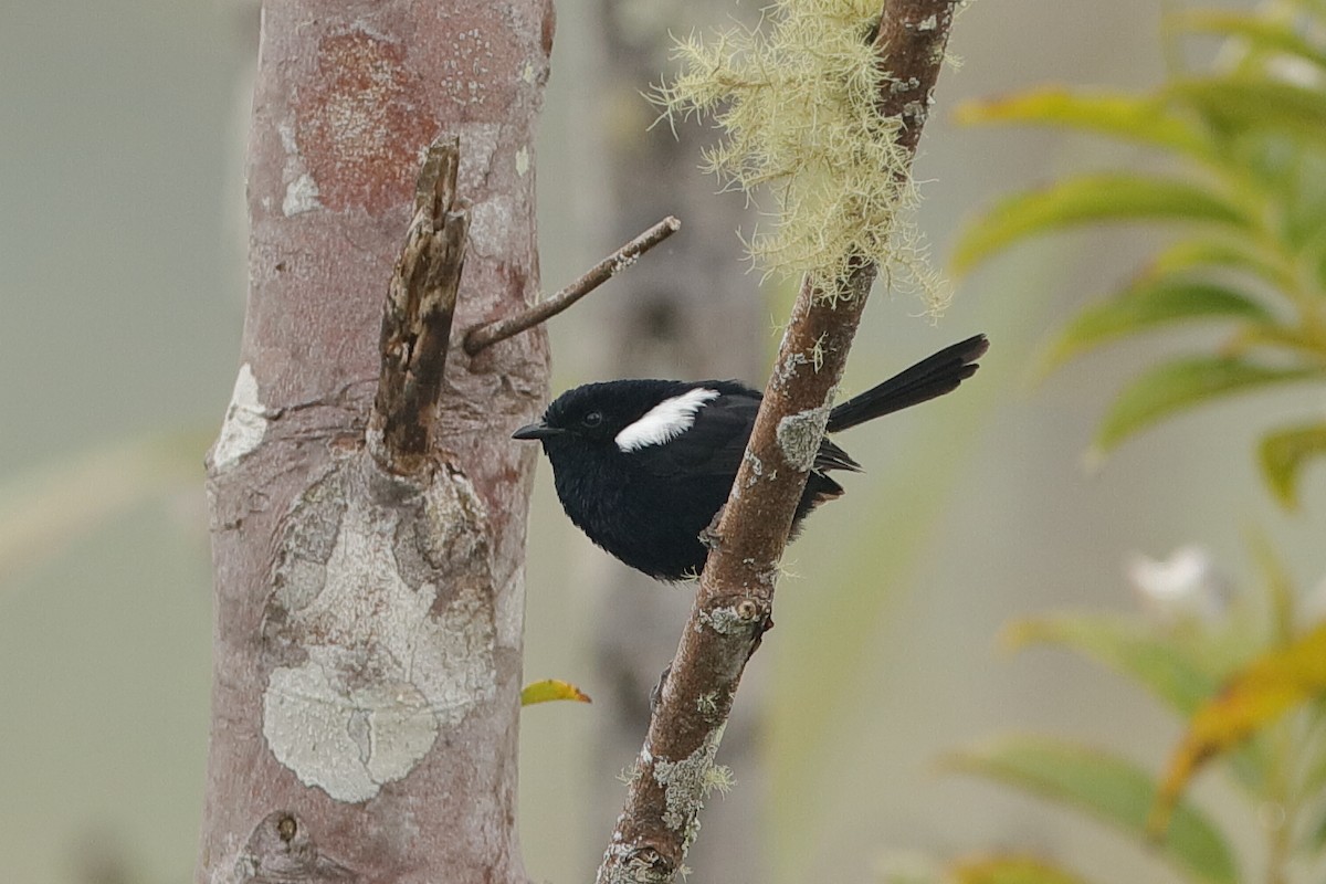 White-shouldered Fairywren - ML204251301