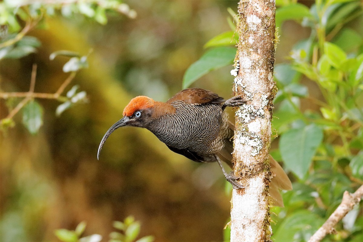 Brown Sicklebill - ML204251311