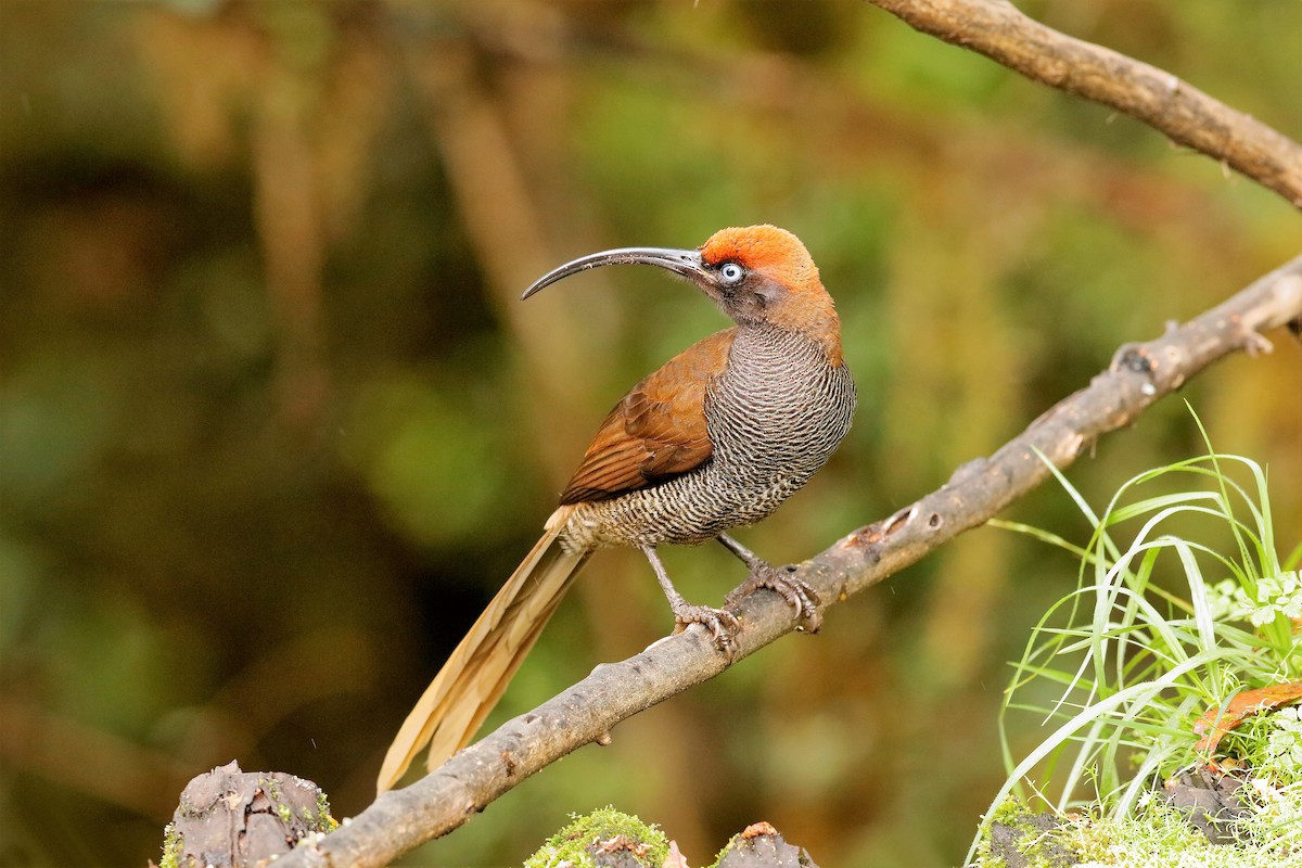 Brown Sicklebill - ML204251321