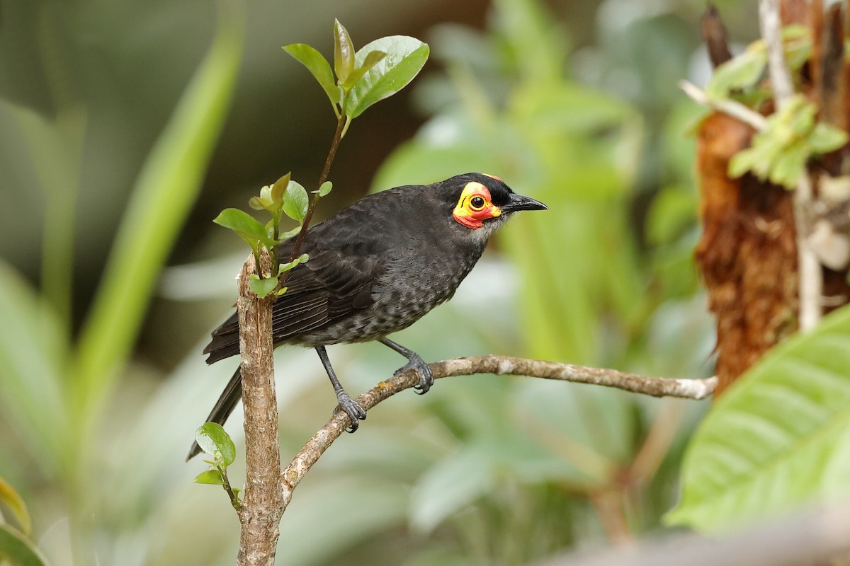 Smoky Honeyeater - ML204251361